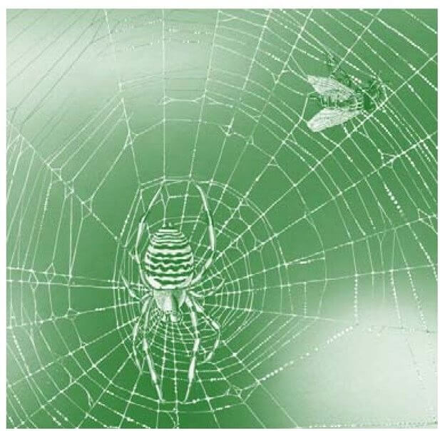 如果蜘蛛刚刚吃饱，那它们会把猎物用细丝包好，留着以后食用