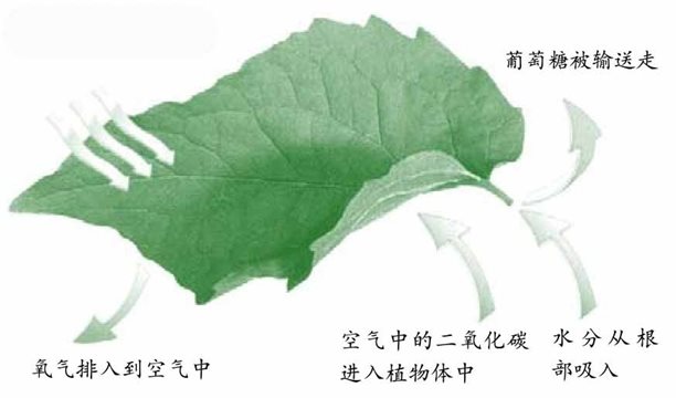 叶片光合作用示意图植物的叶是一座名副其实的“养料加工厂”，地球上所需要的氧气就是它们通过光合作用制造出来的