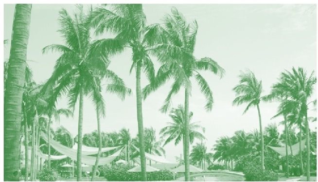 热带沿海岸边的椰树
