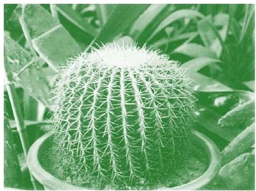 仙人球仙人掌科植物中的一种，外形美观，常用于室内观赏