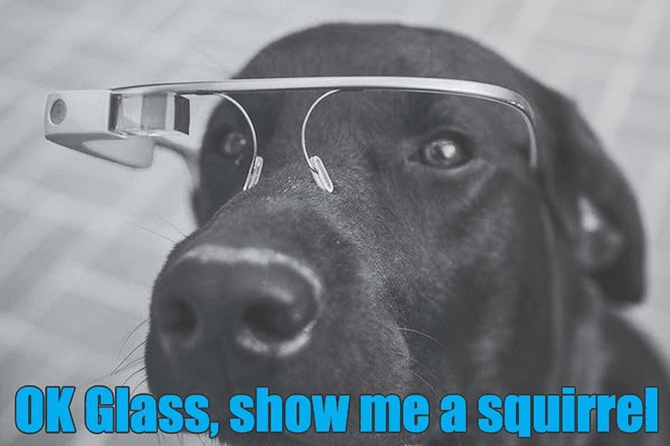 （眼镜啊眼镜，让我看到一只松鼠吧