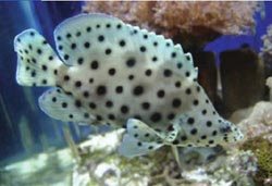 鱼通常是生活在水中的，但有时也会跃出水面