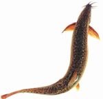 泥鳅嘴巴旁边长着10根胡子