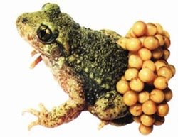 把卵放在背上的负子蟾