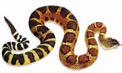 响尾蛇以尾部末端的节能振动发出声音而得名，这个节是中空的，每次蜕皮都会增加