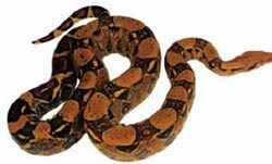 为什么蛇能预知地震的发生？