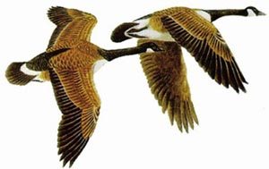 大雁飞行时，会排成整齐的队伍