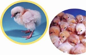 小鸡吃石子有助于消化