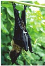 蝙蝠倒挂在树上睡觉