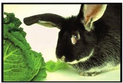 兔子不仅喜欢吃青草，更喜欢吃蔬菜