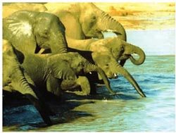 大象在河边吸水