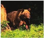 熊在秋天贪吃是为冬眠做准备