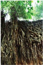 植物庞大的根系