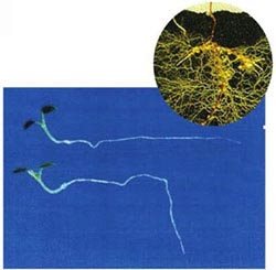 植物的根是向地下生长，而树干是向上、向有阳光的地方生长，这是植物