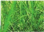 因为绿草中含有大量的叶绿素，所以大部分草都是绿色的