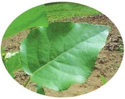 叶子的上表面要比下表面绿一些