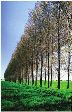树木因为一年四季都在生长，所以比一般的植物高的多