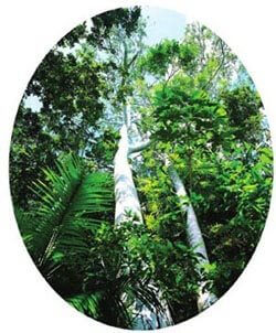 森林里的参天大树