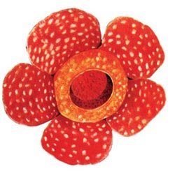 大花草