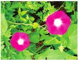 为什么牵牛花会在早上开放？