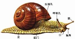 蜗牛的身体结构示意图