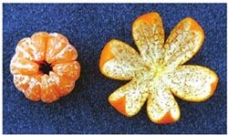 为什么烂橘子上常有蓝色或绿色的斑点？