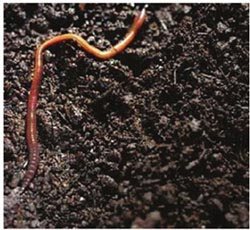 蚯蚓在土地里钻来钻去，起到了改良土壤的作用