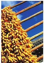 农民习惯把玉米晒在阳光充足的木架上