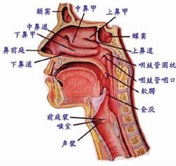 鼻腔、口腔、咽和喉的正中矢状断