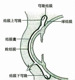 结膜的分部和结膜囊（眼球矢状切）