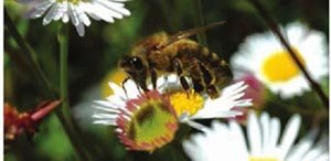 蜜蜂的嗅觉特别灵敏