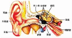 耳朵构造图