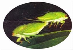 交尾后的雌蝉，会用锐利的产卵器将卵产在树枝上，然后就要面对死亡