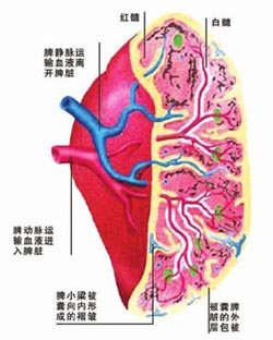 脾脏解剖图