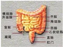 肠道解剖结构图