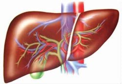 肝脏是人体内最大的消化器官