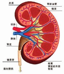 肾脏解剖图