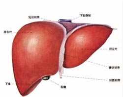 肝脏（前视图）