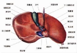 肝脏（下视图）