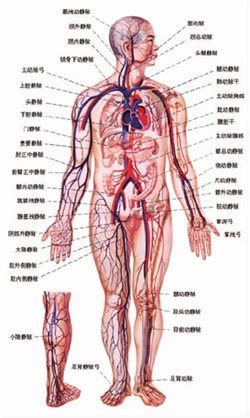血管分布模拟图