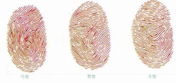 指纹的类型