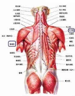 背部肌肉和神经 背部肌肉和神经