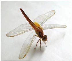 蜻蜓虽然善于飞行，但不能走路