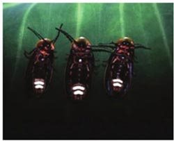 雄萤火虫有两节发光器