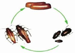 蟑螂的生活史图（蟑螂是渐变态的昆虫，整个生活史包括卵、若虫和成虫3个时期）