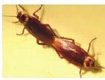 蟑螂的繁殖能力特别强