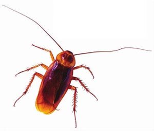 蟑螂能预知地震
