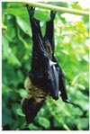 蝙蝠停息或睡觉时往往将身体倒挂着，它也是一种爱做梦的动物