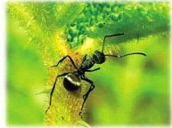 蚂蚁在寻找食物——蚜虫