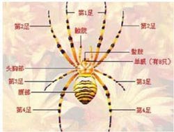 蜘蛛的身体结构